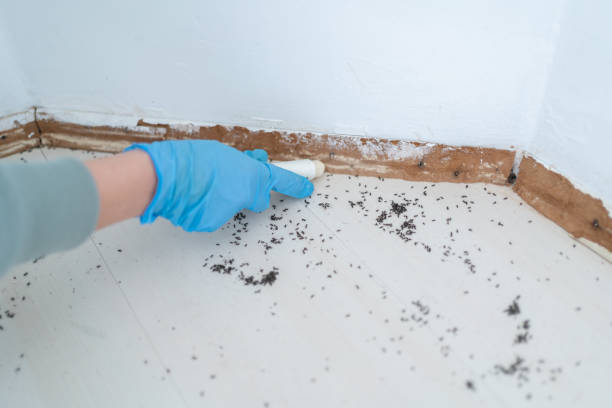 Best Affordable Pest Control Services  in East Speer, NC